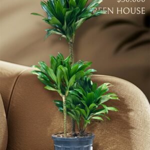 🌿 دارسينيا كومبكتا | Dracaena Compacta