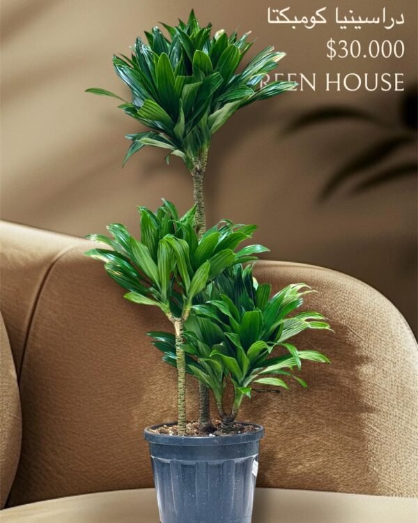 🌿 دارسينيا كومبكتا | Dracaena Compacta