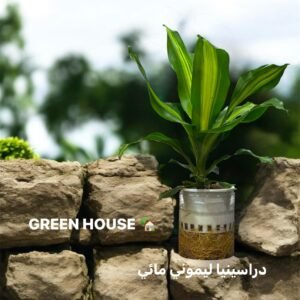 🍋 دارسينيا ليموني مائي | Dracaena Lemon Lime - زراعة مائية