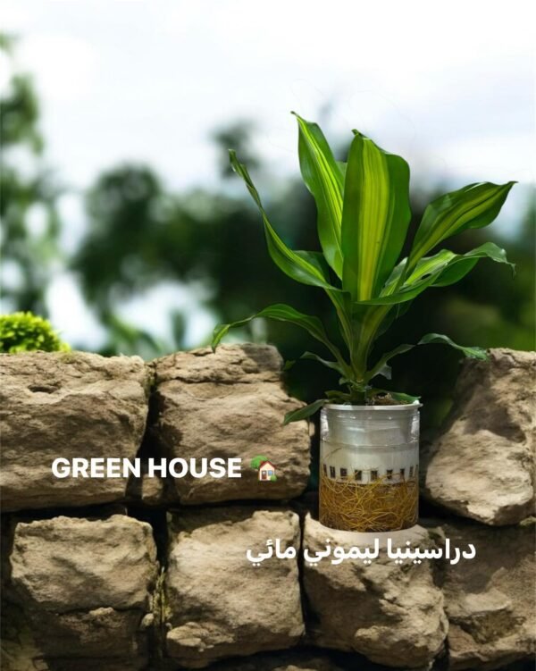 🍋 دارسينيا ليموني مائي | Dracaena Lemon Lime - زراعة مائية