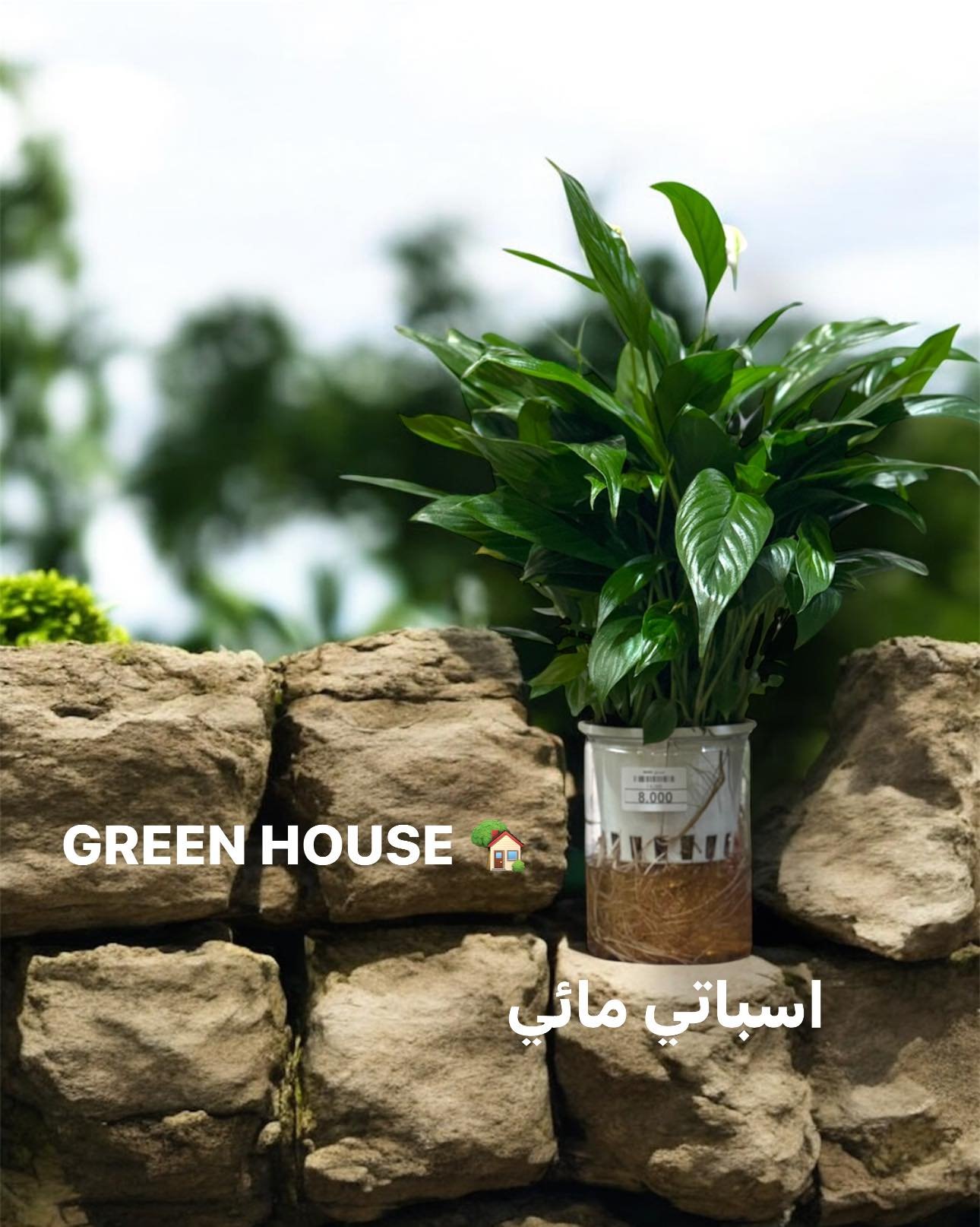 🌿 اسباثي مائي | Peace Lily (Spathiphyllum) - زراعة مائية