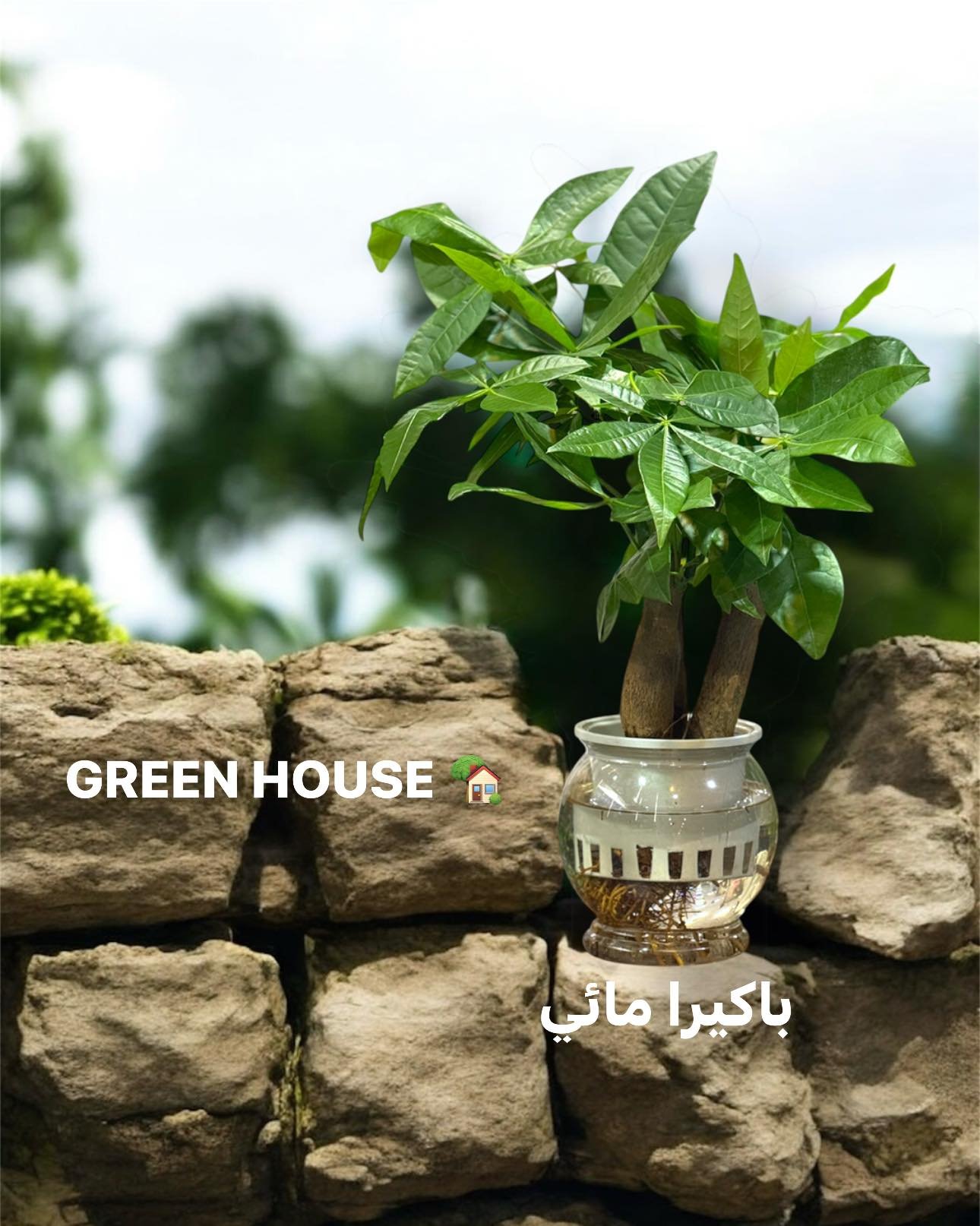 🌳 باكيرا مائي | Pachira Aquatica - شجرة المال (زراعة مائية)