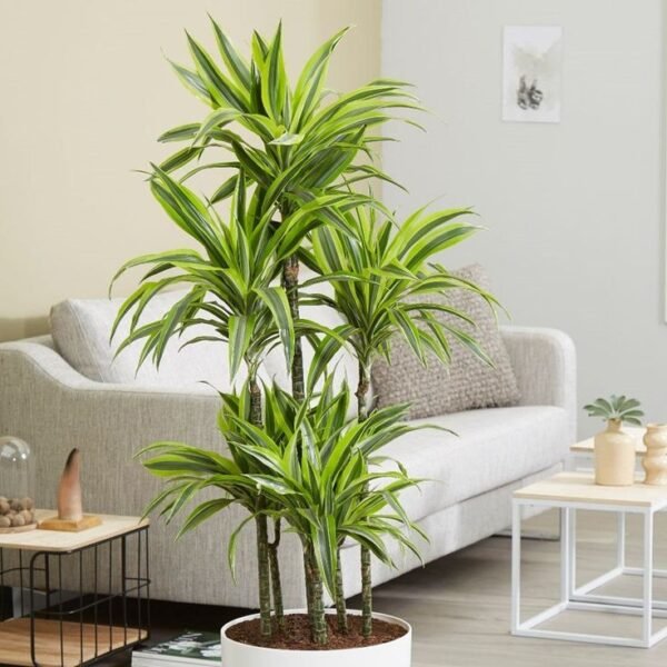 🍋 دارسينيا ليموني مائي | Dracaena Lemon Lime - زراعة مائية - Image 3