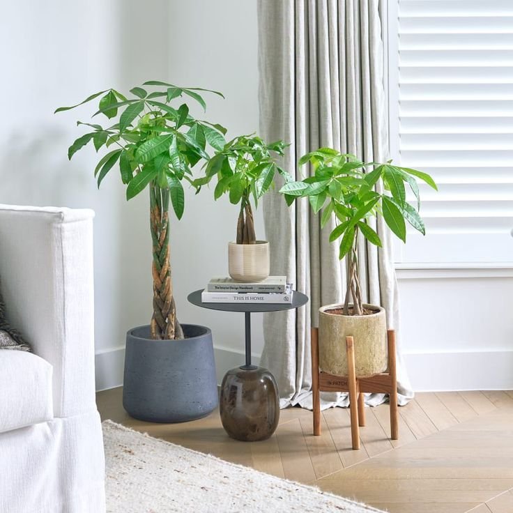 🌳 باكيرا مائي | Pachira Aquatica - شجرة المال (زراعة مائية) - Image 3