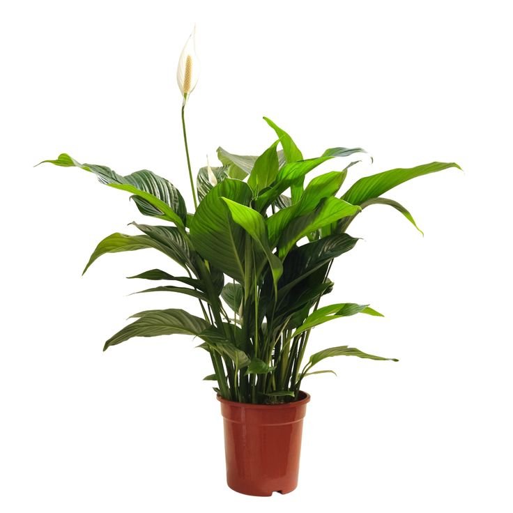 🌿 اسباثي مائي | Peace Lily (Spathiphyllum) - زراعة مائية - Image 3