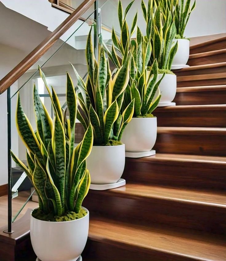 🐍 جلد نمر | Sansevieria - Snake Plant - Image 2