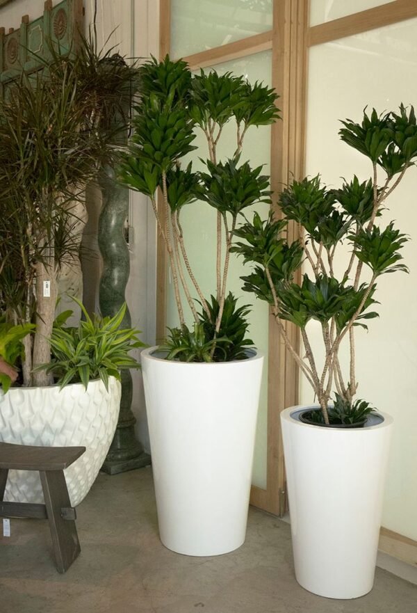 🌿 دارسينيا كومبكتا | Dracaena Compacta - Image 2