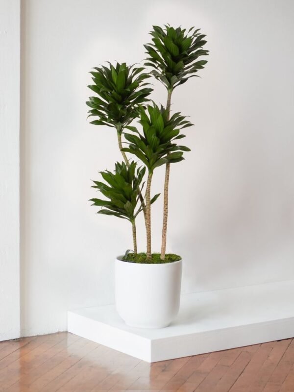 🌿 دارسينيا كومبكتا | Dracaena Compacta - Image 5