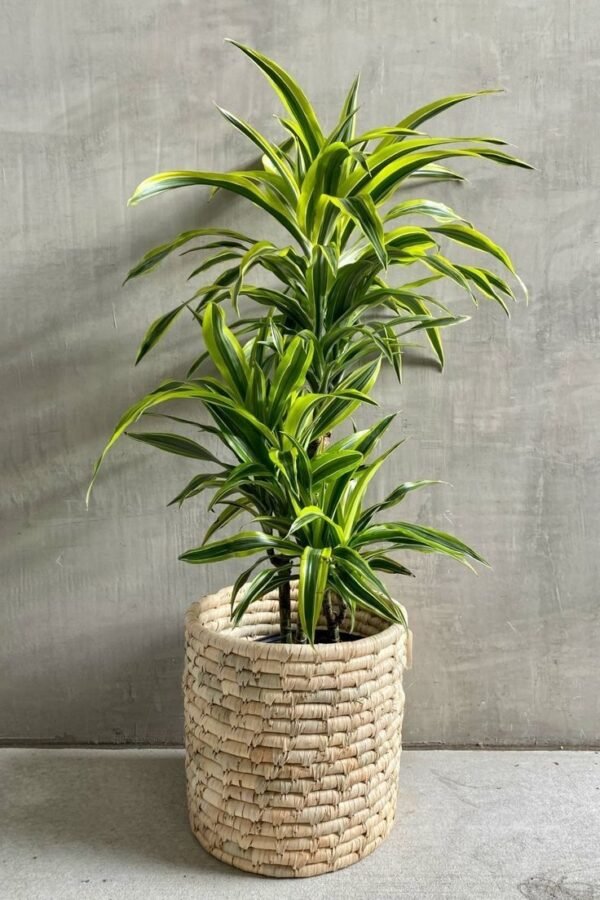 🍋 دارسينيا ليموني مائي | Dracaena Lemon Lime - زراعة مائية - Image 2