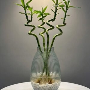 زجاج مخطط وسط z48