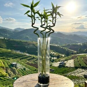 زجاج اسطواني\30سم