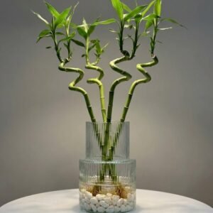 زجاج مخطط صغير z47