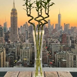 زجاج شيبوري\60سم