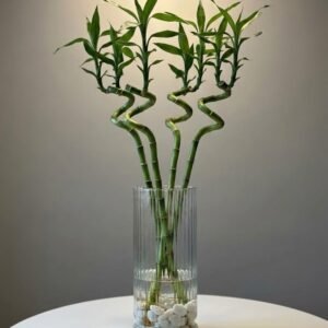 زجاج افرا مخطط