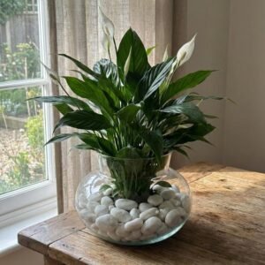 زجاج اوستان صغير \طول 10سم