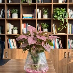 زجاج مخروطي مخطط\12 سم