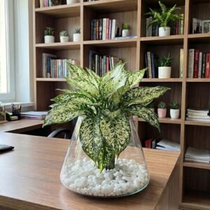 زجاج مخروطي طويل\18سم