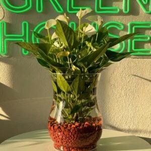 زجاج كمر باريك برزك \12سم